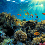 The Great Barrier Reef – A Natural Wonder of the World
