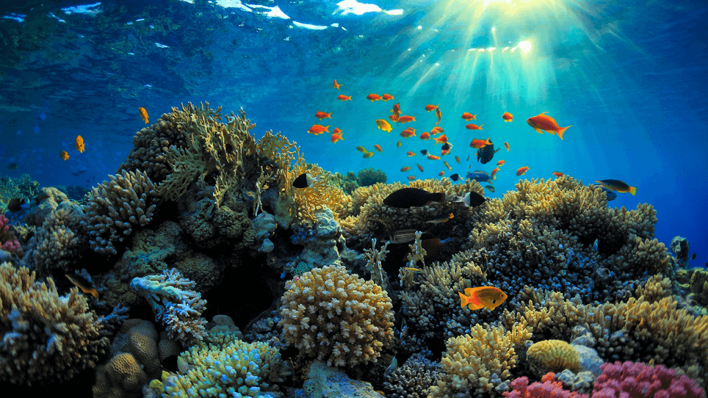 The Great Barrier Reef – A Natural Wonder of the World